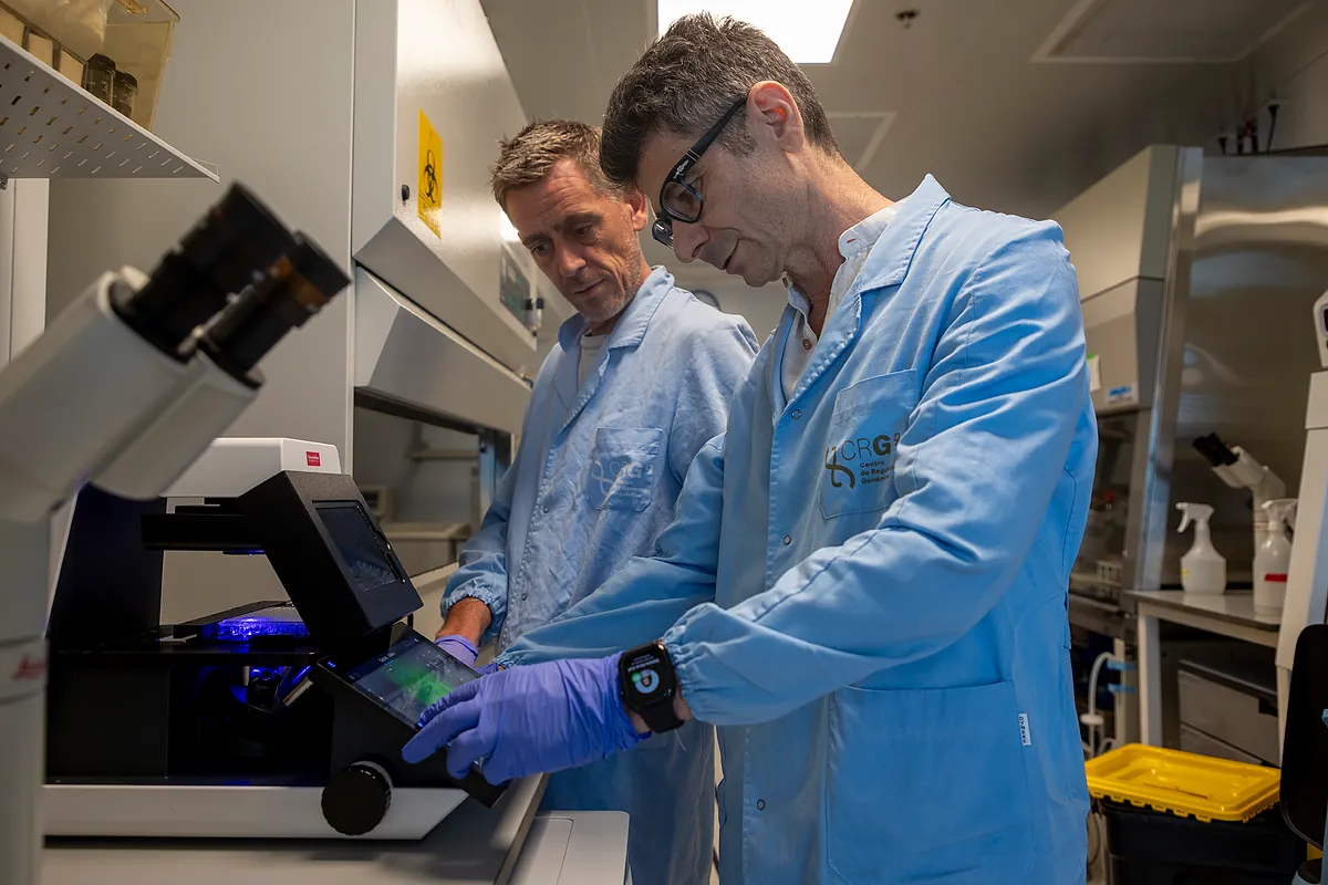 "Minicerebros" de laboratorio contra el tumor infantil que no perdona