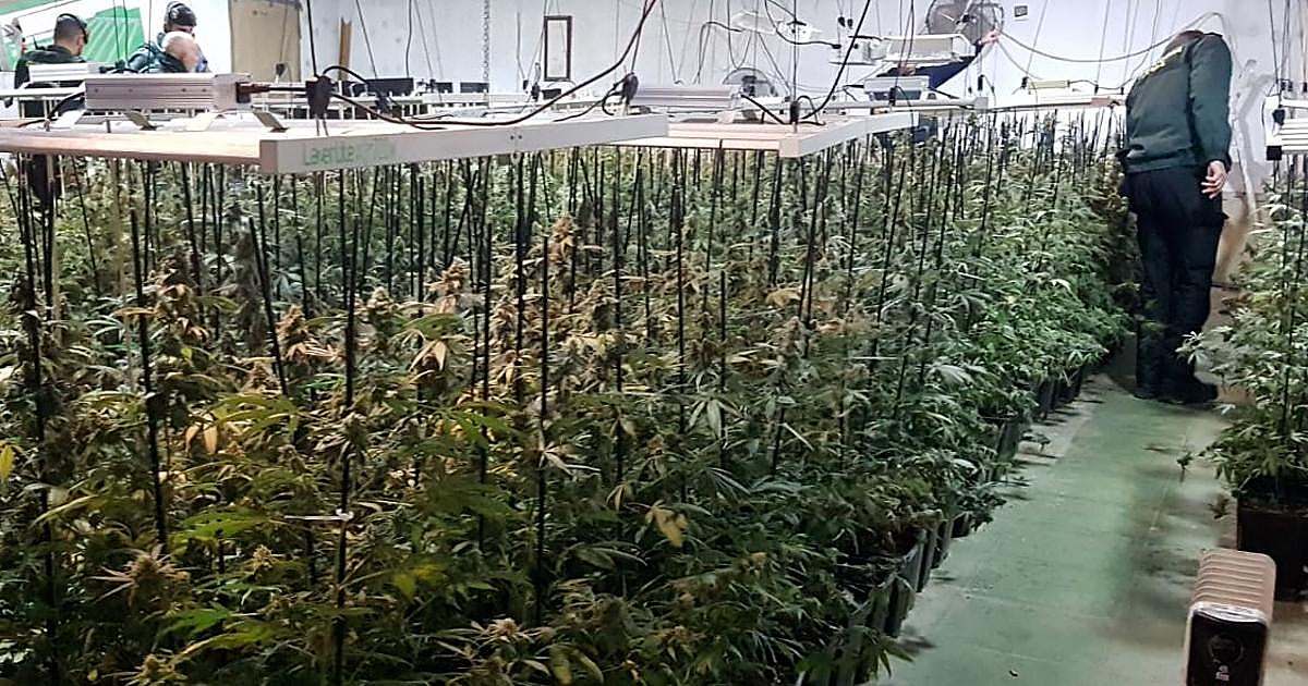 La Guardia Civil desmantela una plantación de marihuana junto al aeropuerto de Córdoba y detiene a tres personas